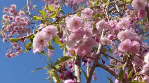 シダレザクラ　花弁